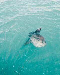 Whale Watching, Gloucester, MA