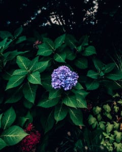 purple flower