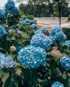 flowers Rehoboth Beach