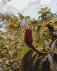 Flor con flor en la selva