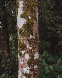 Árbol con corteza blanca y musgo