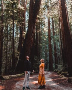 Armstrong Redwoods