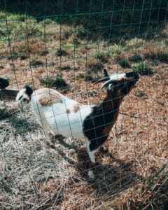 Goats sesuit Harbor House Dennis