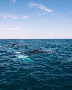 Whale Watching, Gloucester, MA